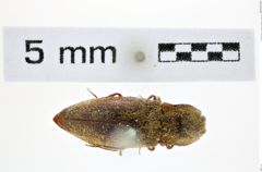 Foto (Dorsalansicht) von Agrypnus hispidulus (Candèze, 1857) (NHMW-ZOO-COL-0008130)